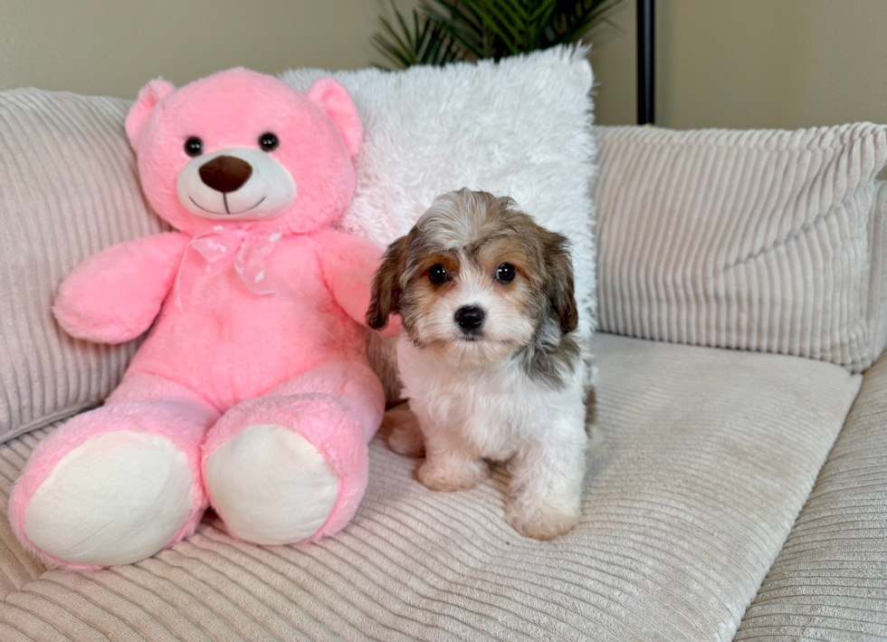 Cute Cavalier Bichon Designer Puppy