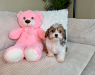9 week old Cavachon Puppy For Sale - Lone Star Pups