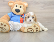 7 week old Cavachon Puppy For Sale - Lone Star Pups