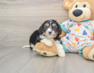 6 week old Cavachon Puppy For Sale - Lone Star Pups