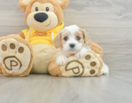 6 week old Cavachon Puppy For Sale - Lone Star Pups