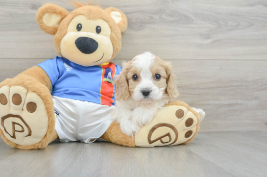 Cute Cavachon Baby