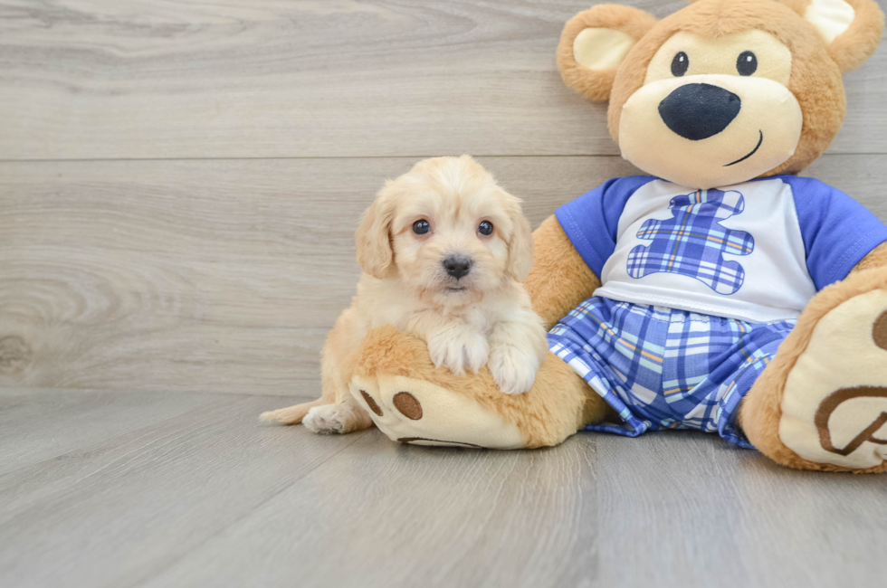 5 week old Cavachon Puppy For Sale - Lone Star Pups