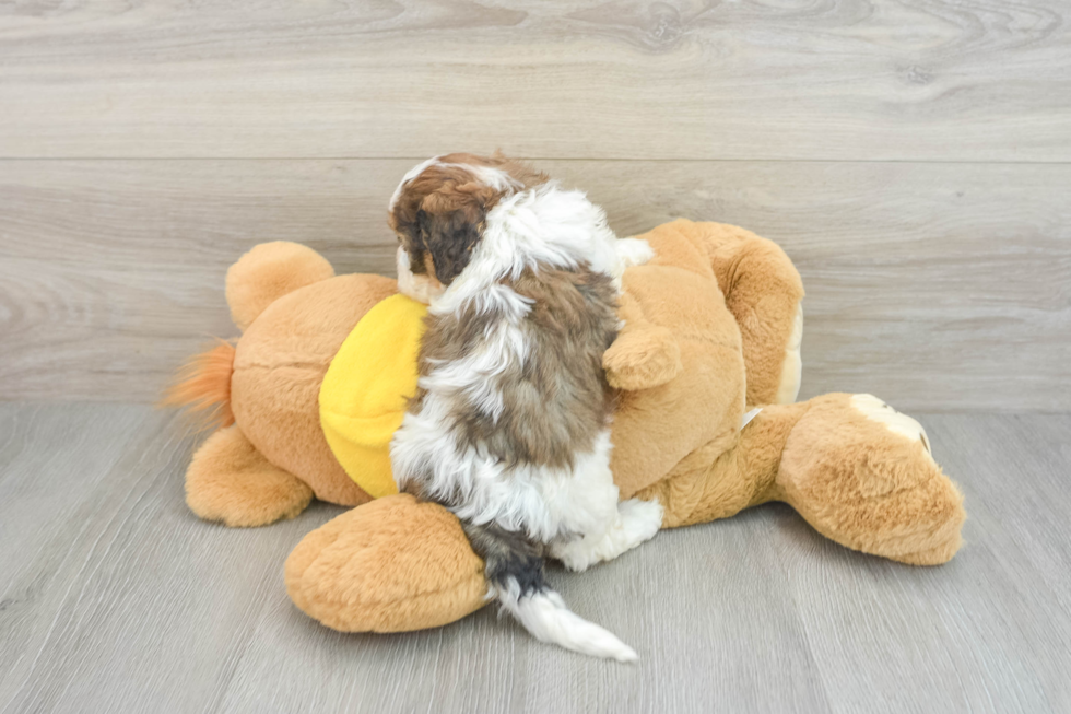 Cavachon Pup Being Cute