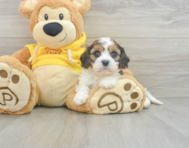 6 week old Cavachon Puppy For Sale - Lone Star Pups