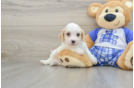 Cavachon Pup Being Cute