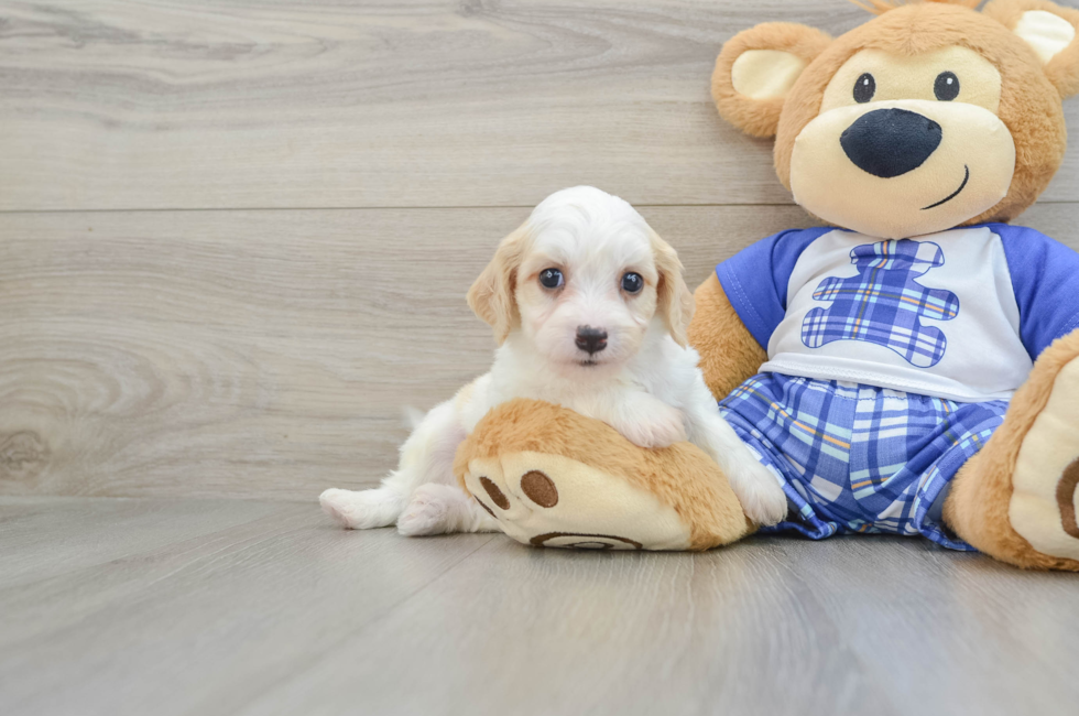 5 week old Cavachon Puppy For Sale - Lone Star Pups