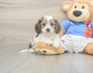 5 week old Cavachon Puppy For Sale - Lone Star Pups