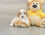 6 week old Cavachon Puppy For Sale - Lone Star Pups