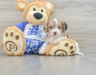 6 week old Cavachon Puppy For Sale - Lone Star Pups