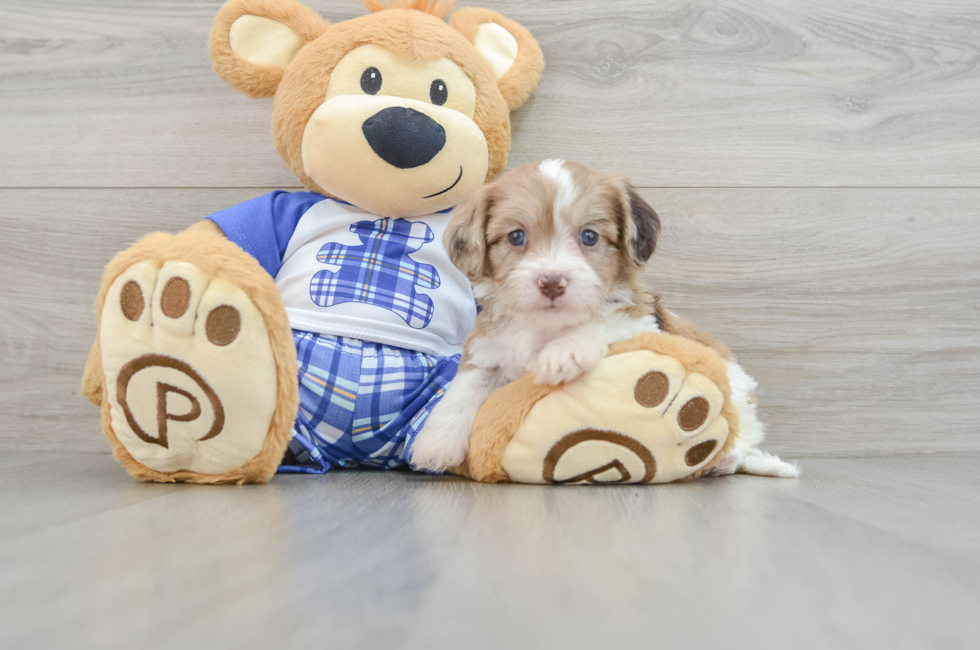 5 week old Cavachon Puppy For Sale - Lone Star Pups