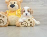 6 week old Cavachon Puppy For Sale - Lone Star Pups