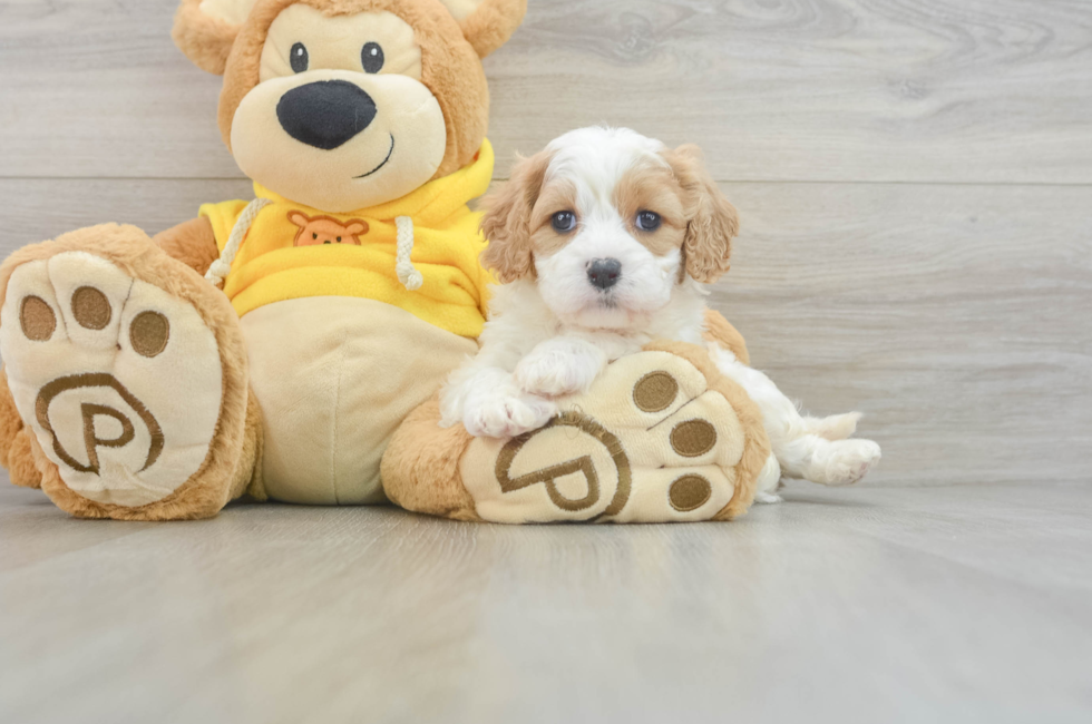 7 week old Cavachon Puppy For Sale - Lone Star Pups