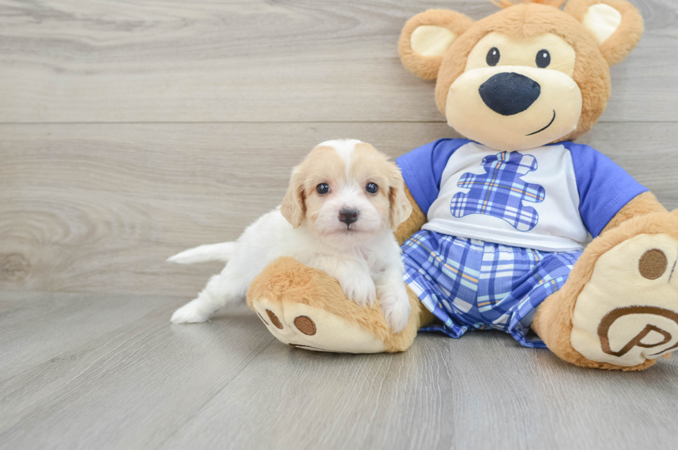 5 week old Cavachon Puppy For Sale - Lone Star Pups