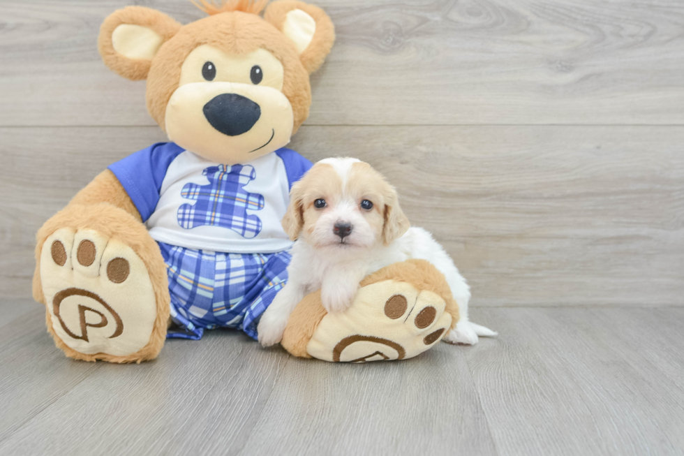 Cavachon Pup Being Cute