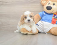 5 week old Cavachon Puppy For Sale - Lone Star Pups