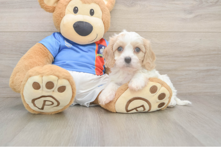 Popular Cavachon Designer Pup