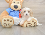 5 week old Cavachon Puppy For Sale - Lone Star Pups