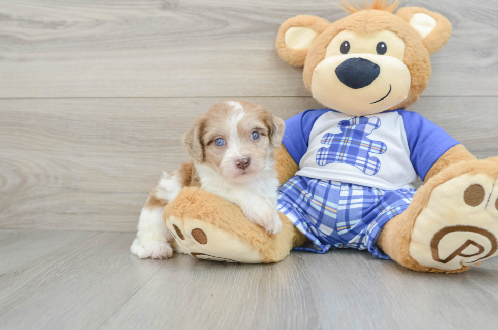 5 week old Cavachon Puppy For Sale - Lone Star Pups