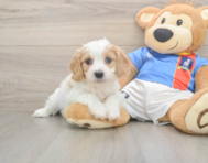 5 week old Cavachon Puppy For Sale - Lone Star Pups