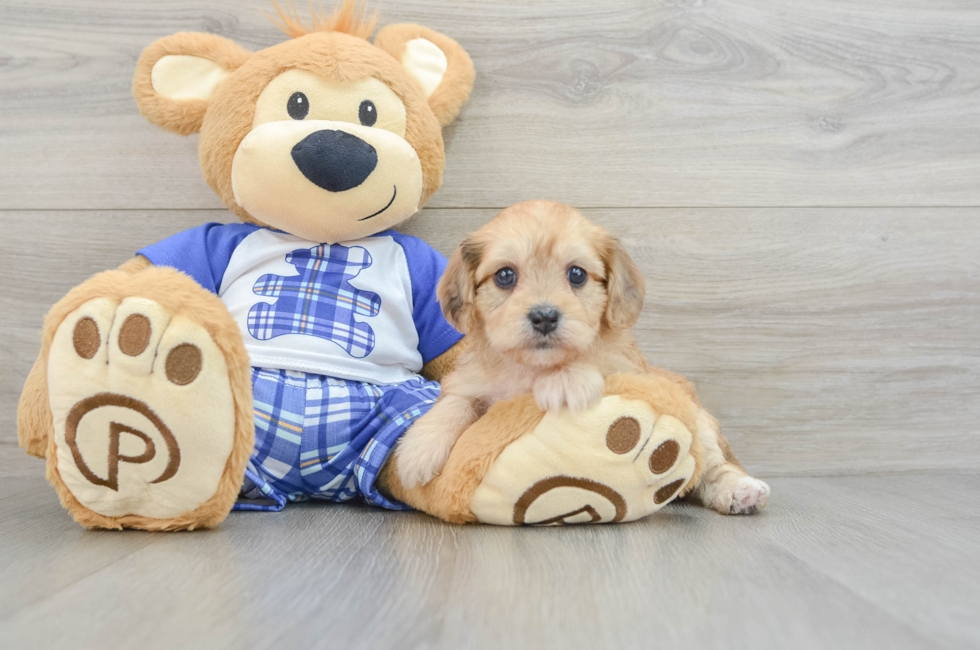 5 week old Cavachon Puppy For Sale - Lone Star Pups