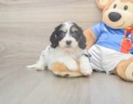 5 week old Cavachon Puppy For Sale - Lone Star Pups