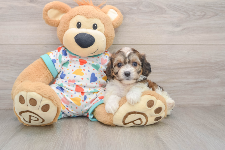 Cavachon Puppy for Adoption