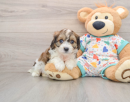 7 week old Cavachon Puppy For Sale - Lone Star Pups