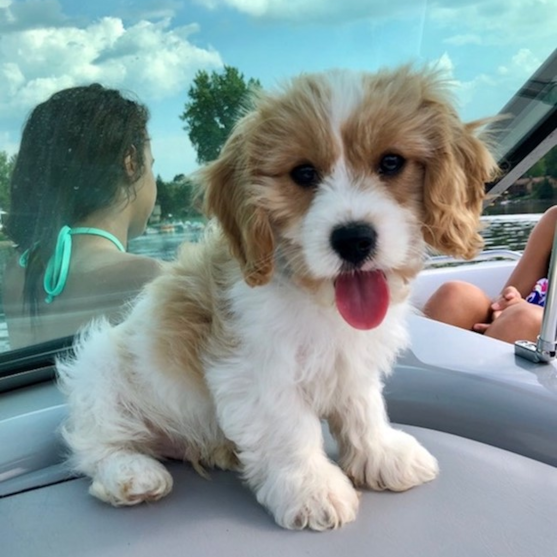 Cavachon Puppies For Sale - Lone Star Pups