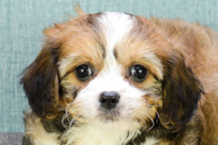 yorkie poo puppies for sale dallas tx puppies for sale in small breed pups for adoption in dallas houston tx louisiana yorkie poo puppies for sale dallas tx puppies for sale in small breed pups for adoption in dallas houston tx louisiana