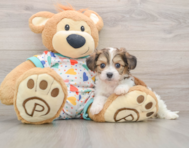 7 week old Cavachon Puppy For Sale - Lone Star Pups