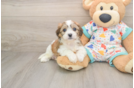 Best Cavachon Baby
