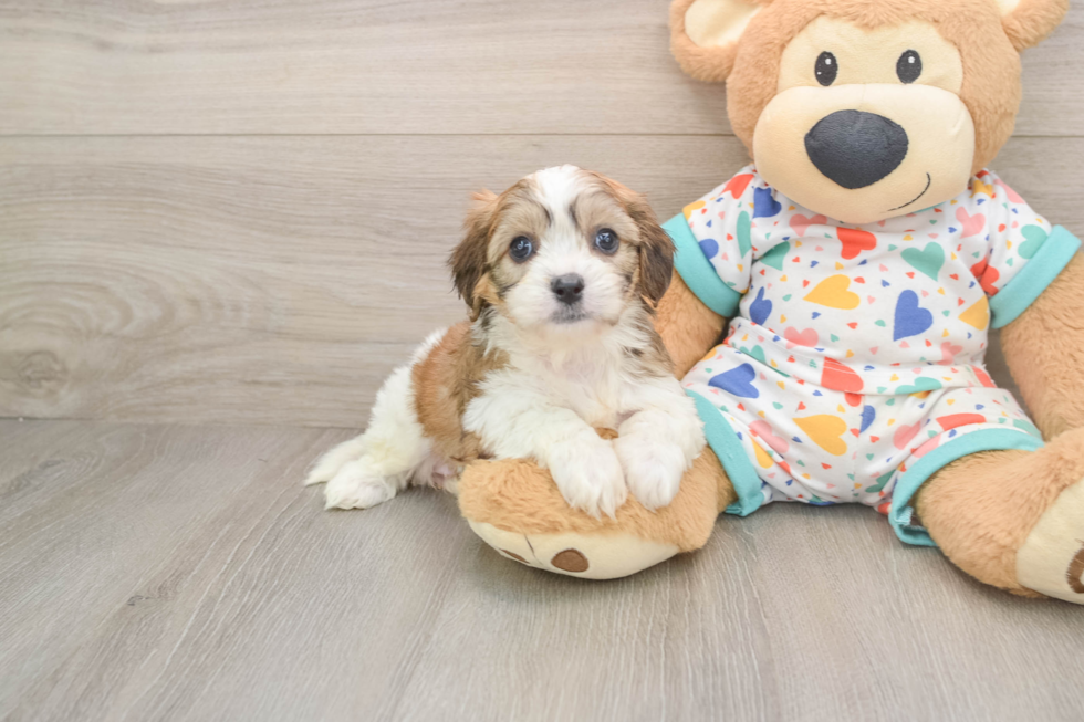 Best Cavachon Baby