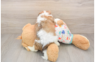 Cavachon Puppy for Adoption