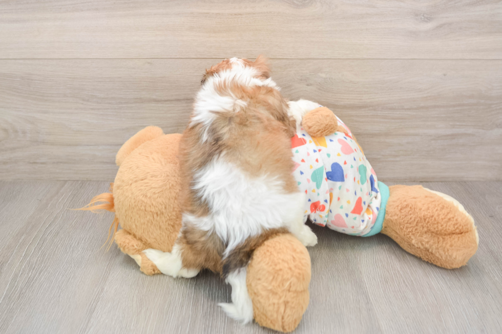 Cavachon Puppy for Adoption