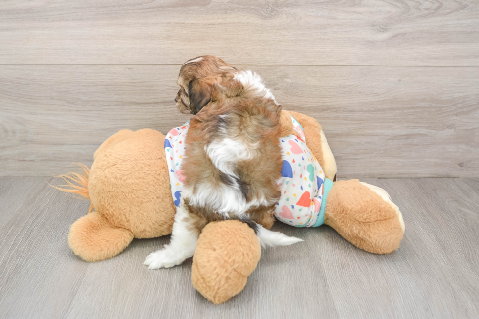 Cavachon Puppy for Adoption