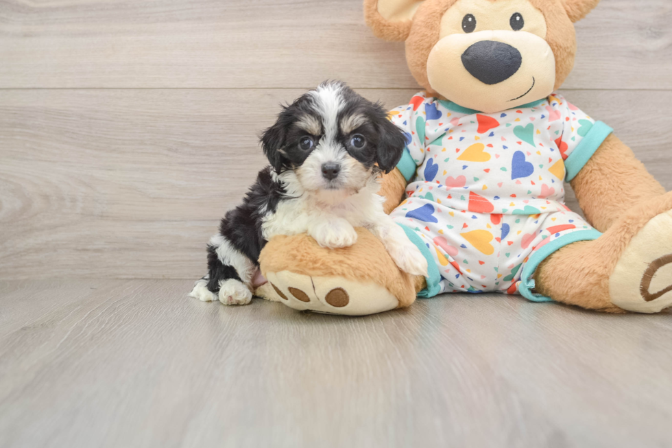 Cavachon Pup Being Cute