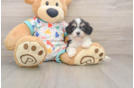 Petite Cavachon Designer Pup