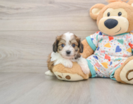 5 week old Cavachon Puppy For Sale - Lone Star Pups