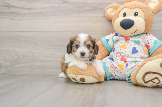 Smart Cavachon Designer Pup