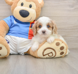 5 week old Cavachon Puppy For Sale - Lone Star Pups