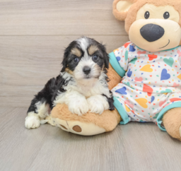 7 week old Cavachon Puppy For Sale - Lone Star Pups