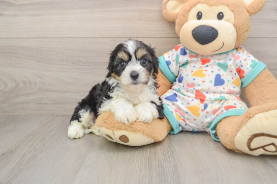 Cavachon Pup Being Cute