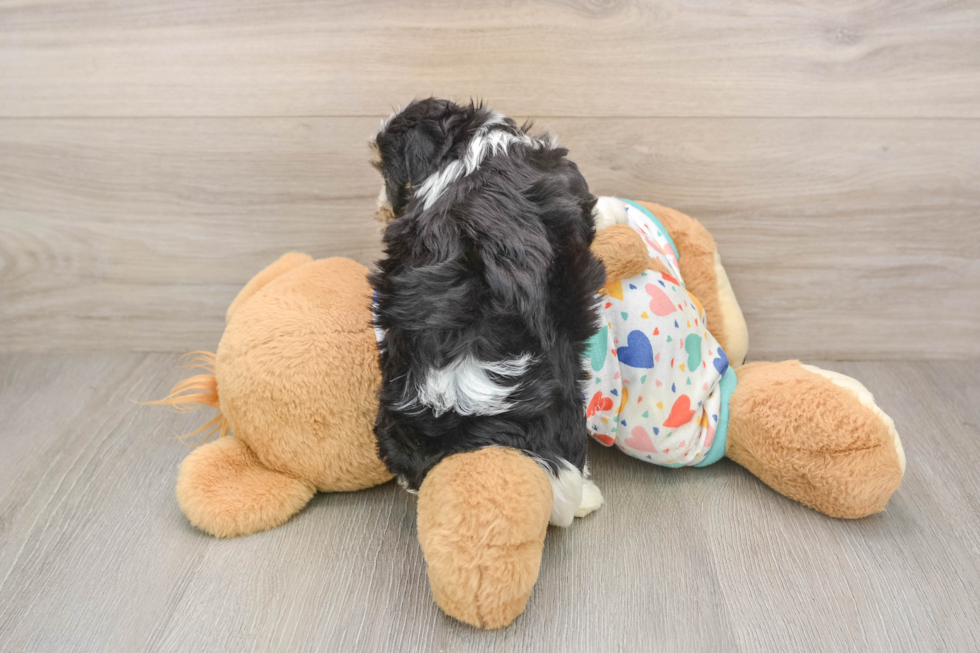 Best Cavachon Baby