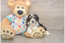 Cavachon Puppy for Adoption
