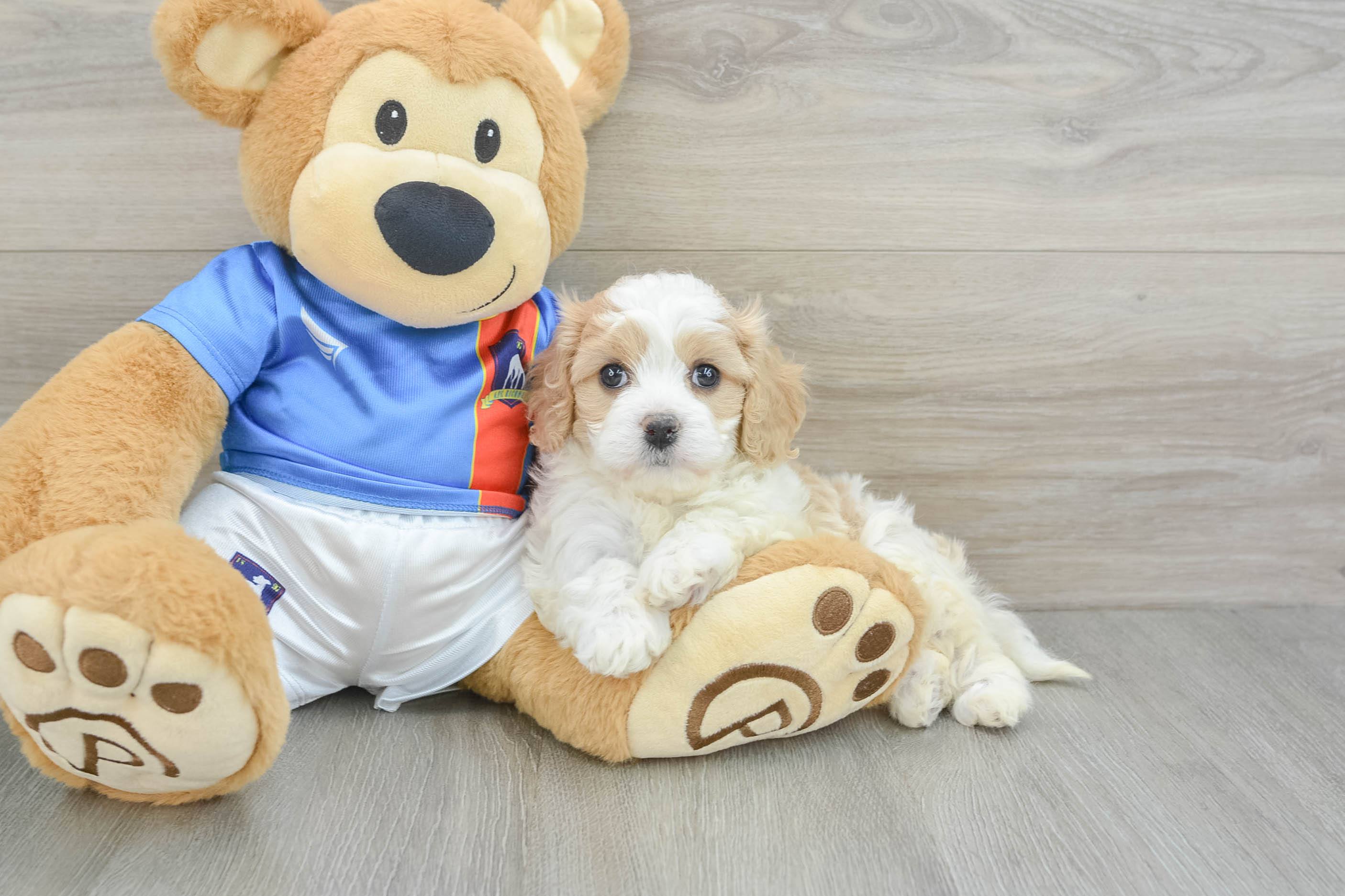 Cavachon Puppy for Adoption