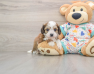 6 week old Cavachon Puppy For Sale - Lone Star Pups