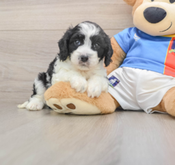 5 week old Cavachon Puppy For Sale - Lone Star Pups