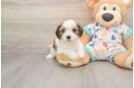 Cavachon Pup Being Cute