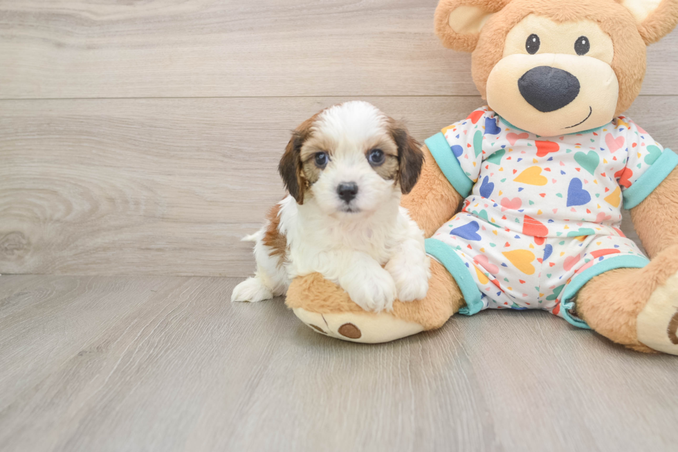 Cavachon Pup Being Cute